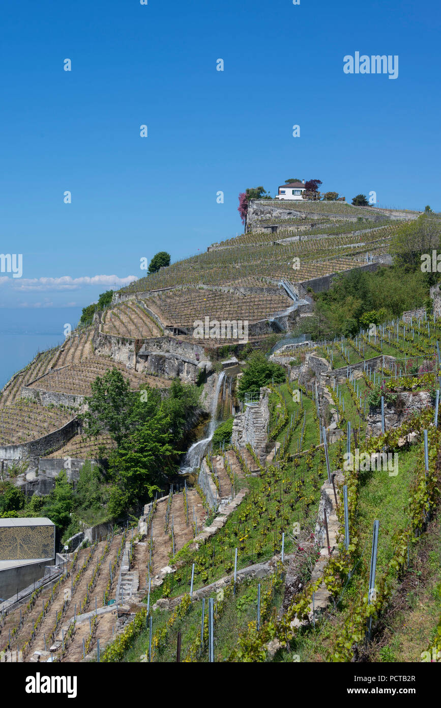 Vigneti terrazzati sul Lago di Ginevra nella regione di Lavaux, nei pressi di Losanna, nel cantone di Vaud, Svizzera Occidentale, Svizzera Foto Stock