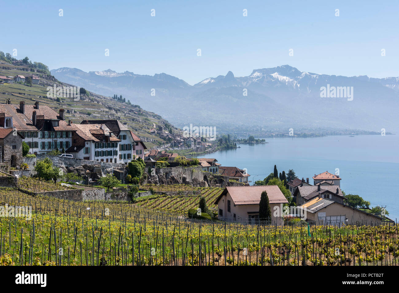 Vigneti terrazzati sul Lago di Ginevra vicino Rivaz a Lavaux, nei pressi di Losanna, nel cantone di Vaud, Svizzera Occidentale, Svizzera Foto Stock