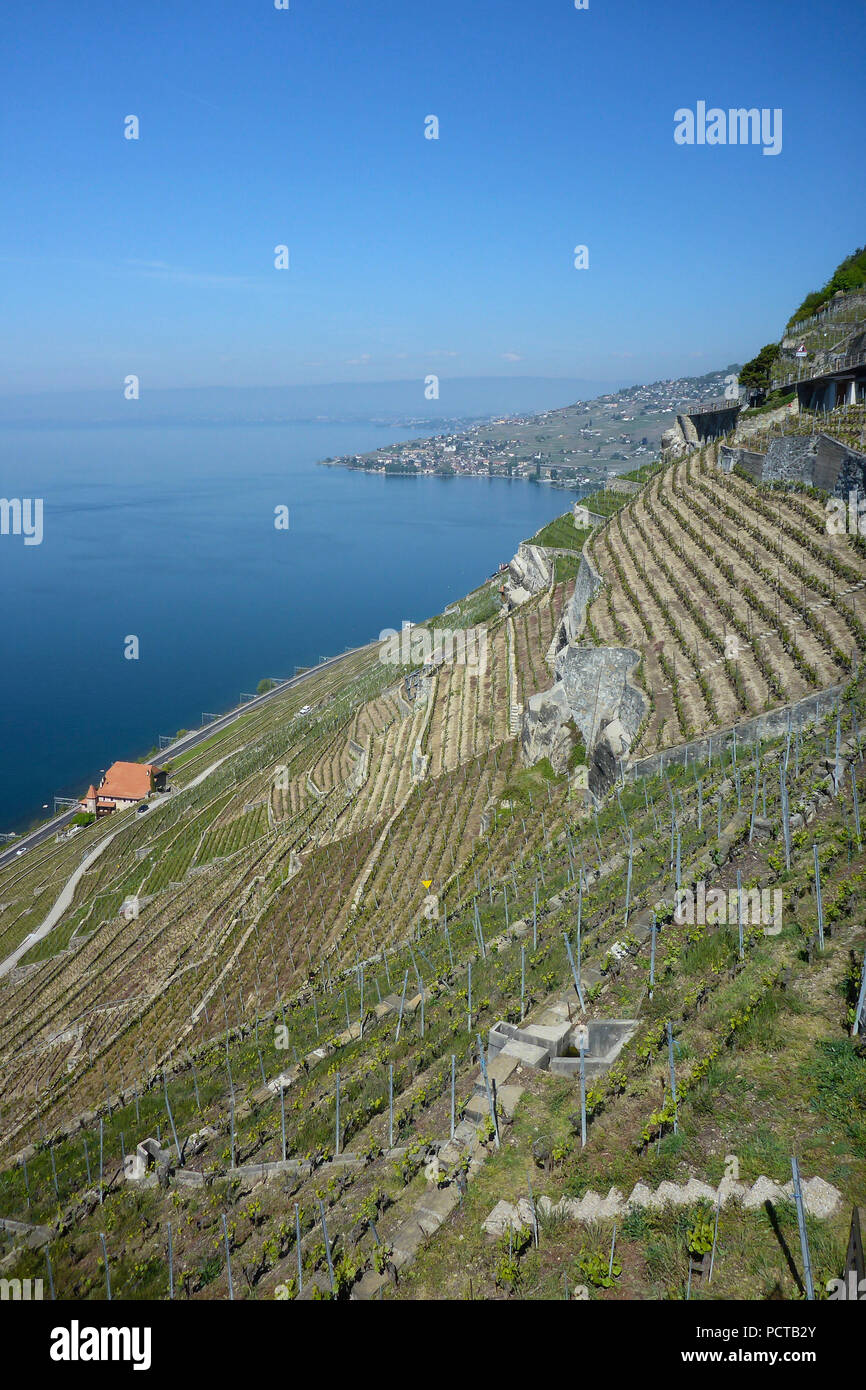 Vigneti terrazzati sul Lago di Ginevra nella regione di Lavaux, nei pressi di Losanna, nel cantone di Vaud, Svizzera Occidentale, Svizzera Foto Stock