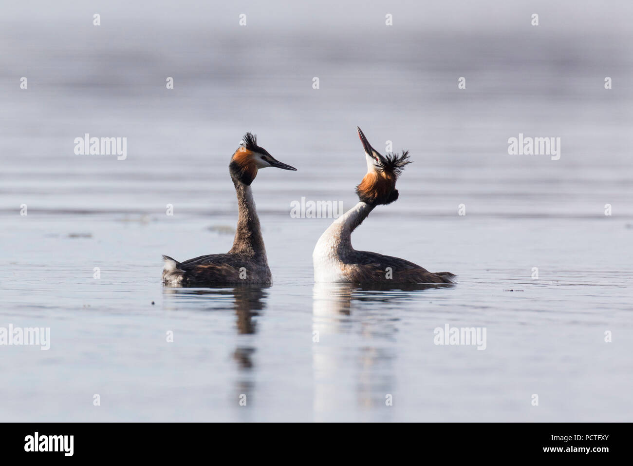 Svasso maggiore, Podiceps cristatus, matura il corteggiamento Foto Stock