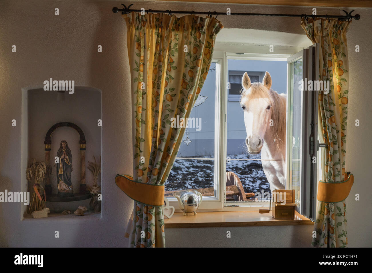 Shagya Arabian Horse cercando la colazione nella cucina di una fattoria, in Germania, in Baviera Foto Stock