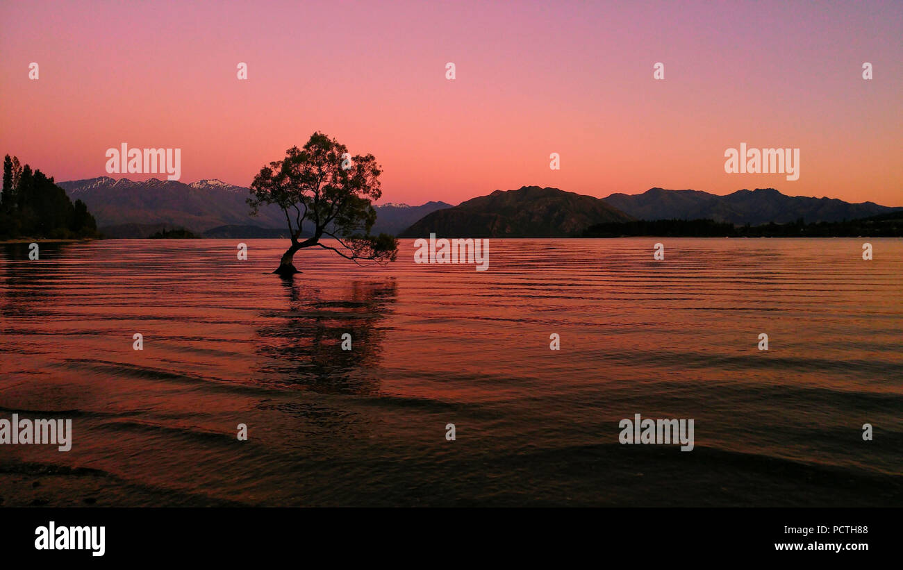 La nuova Zelanda, il lago Wanaka, albero in acqua Foto Stock