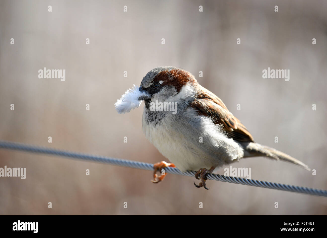 Casa passero, Passer domesticus, con materiale di nidificazione nel suo becco Foto Stock