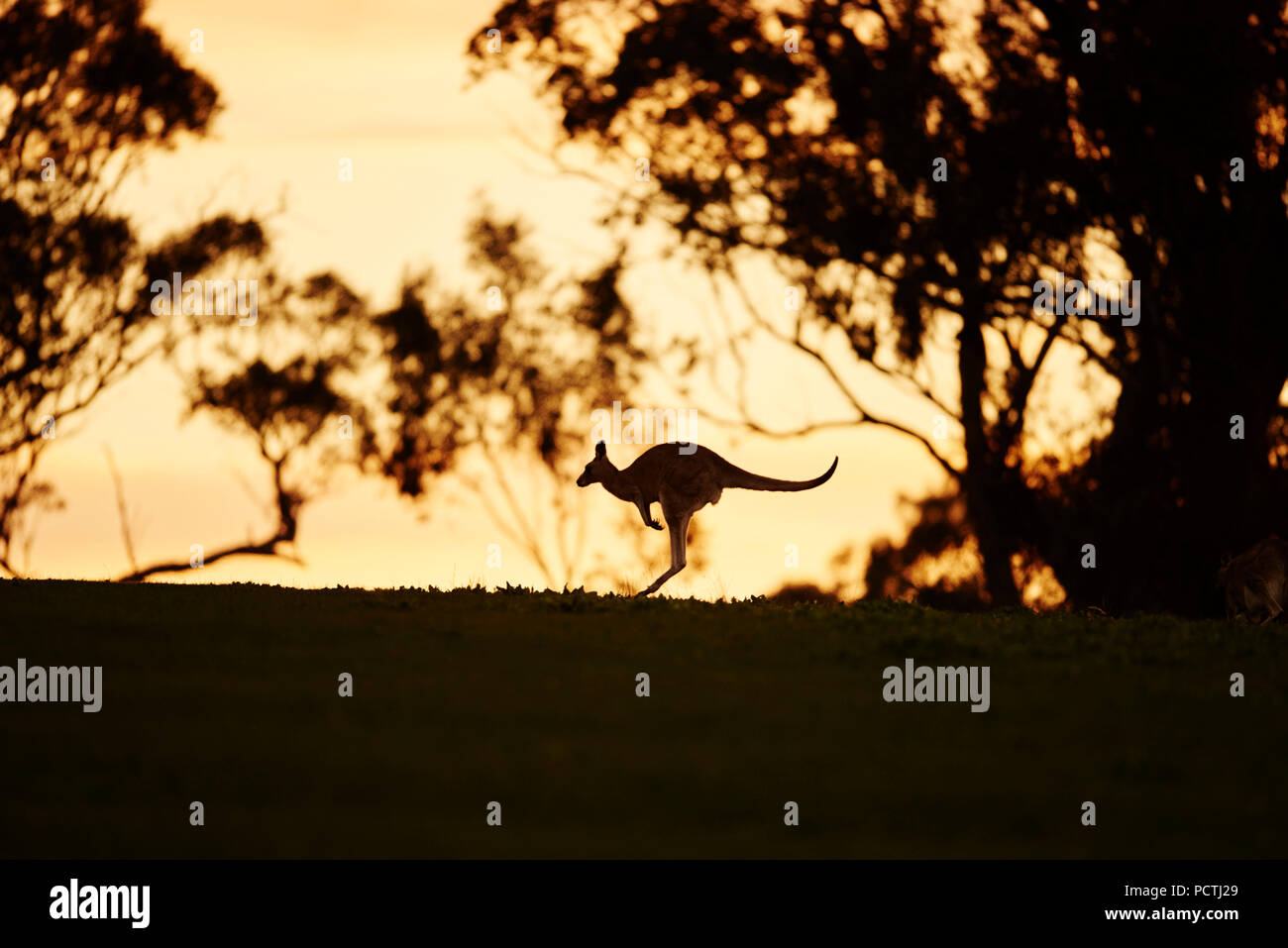 Orientale Canguro grigio (Macropus giganteus), prato, vista laterale, salti, corsa, Victoria, Australia, Oceania Foto Stock