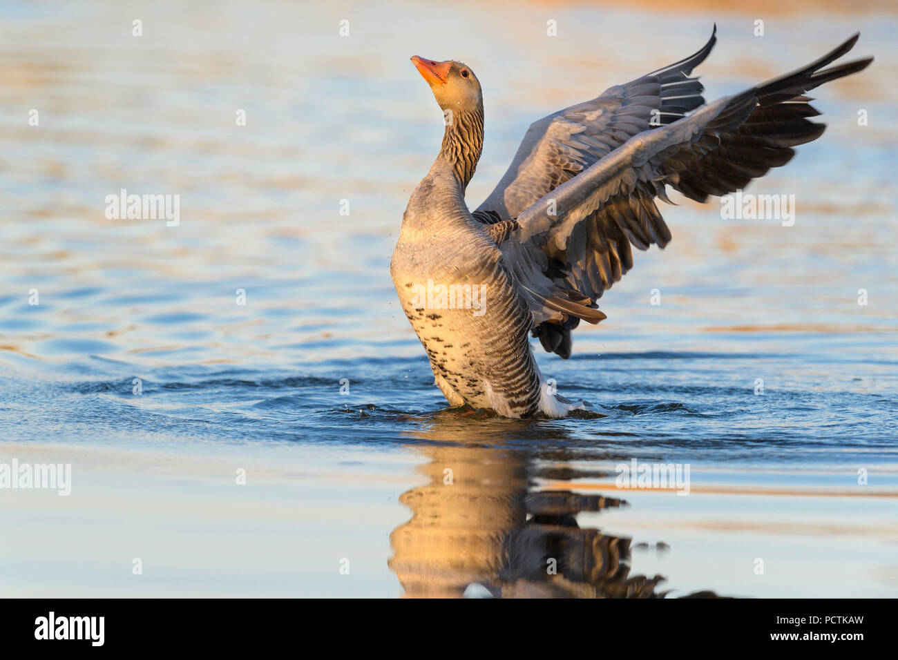 Oca Graylag, Anser anser, in acqua, i battiti con alette Foto Stock
