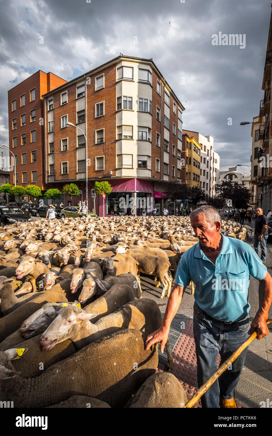 Soria, Spagna - Giugno 8, 2017, pastore delle pecore in transumanza percorso in Soria regione della Spagna Foto Stock