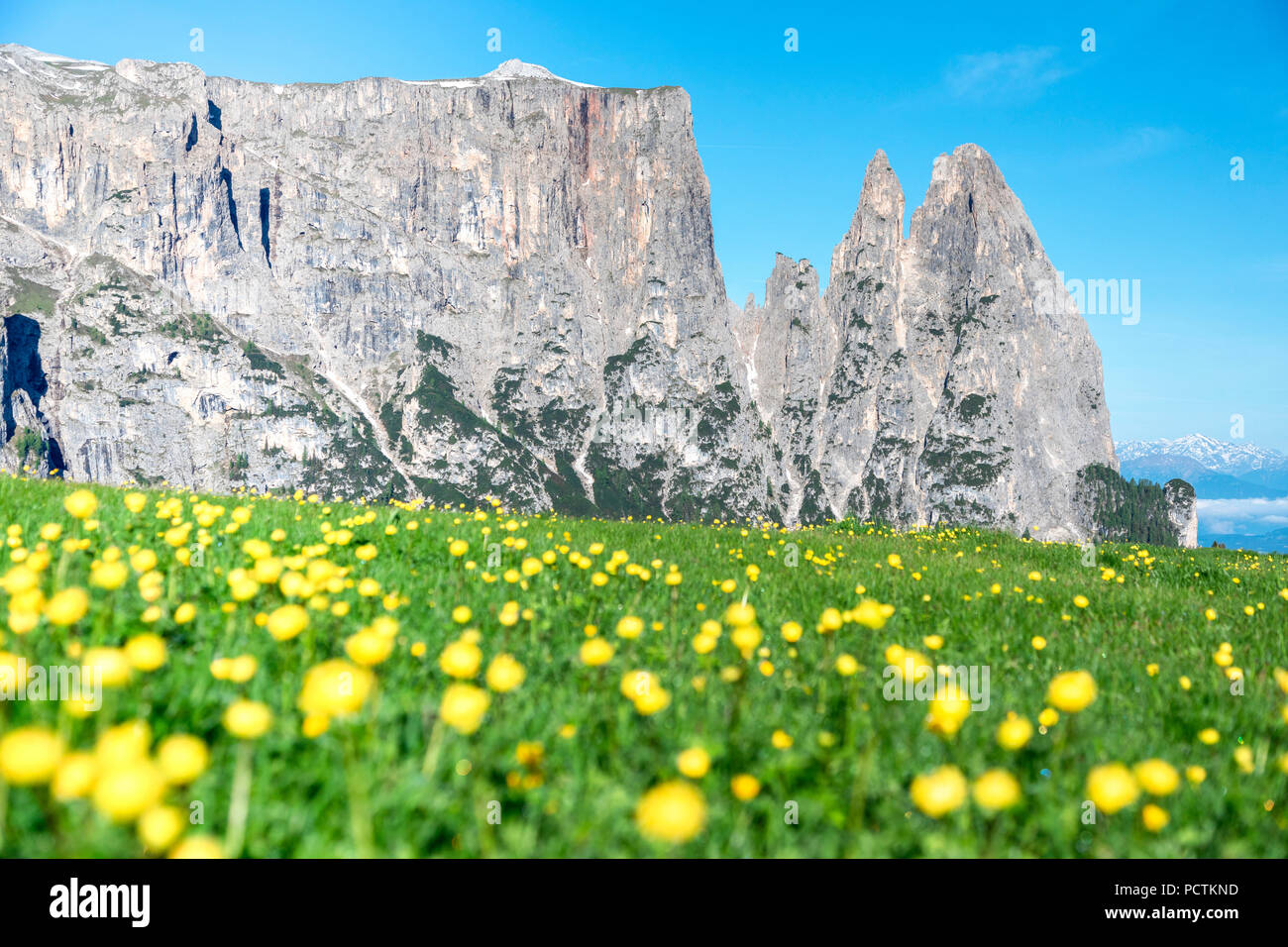 L'Europa, l'Italia, Bolzano, Alto Adige Alpe di Siusi - Alpe di Siusi,  Dolomiti, monte Sciliar con fiori di colore giallo tappeto in primo piano  Foto stock - Alamy