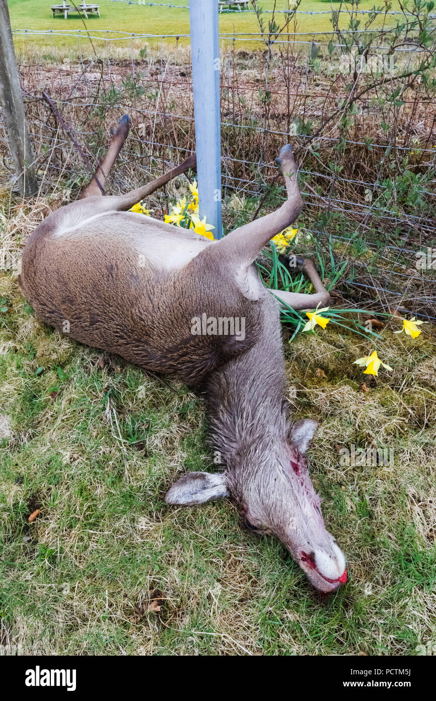 Gran Bretagna, Scozia, Highlands scozzesi, morto il cervo e il cartello stradale Foto Stock