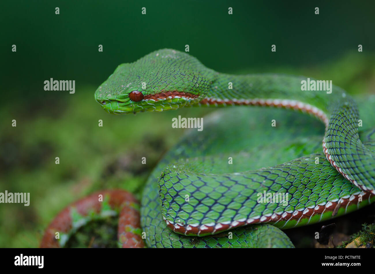 Papa's Green Pitviper snake (Trimeresurus [Popeia] popeiorum) nella foresta della Thailandia Foto Stock