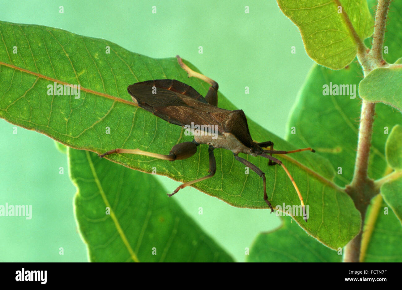 La ninfa del cimice crociato (Mictis profana) riposa su una foglia in un giardino suburbano dell'Australia Occidentale. Gli insetti crociati sono anche noti come insetti della Croce Santa. Foto Stock