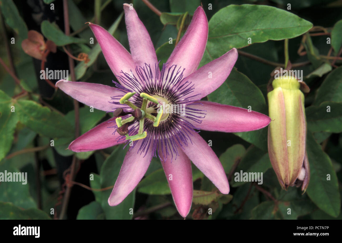 Passiflora caerulea, il blu di passiflora, corona blu di passiflora o comuni o fiore della passione Foto Stock