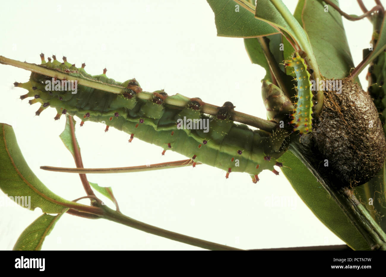 IMMAGINE DI STUDIO SU SFONDO BIANCO DI LARVE DI FALENA DELLA GOMMA IMPERATORE (OPODIPHTHERA EUCALYPTI) CONOSCIUTA ANCHE COME FALENA DELLA GOMMA DELL'EUCALIPTO. Foto Stock