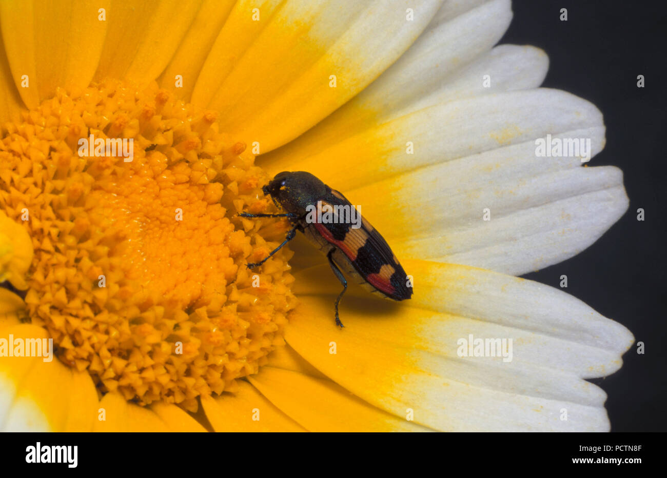 PRIMA VISTA DI UN SCARABEO GIOIELLO (BUPRESTIDE) CHE SI NUTRE DEL NETTARIO DEL GARLANDO CHRYSANTHEMUM CORONARIUM (SHUNGIKU O MARGHERITA GARLANDO). AUSTRALIA. Foto Stock