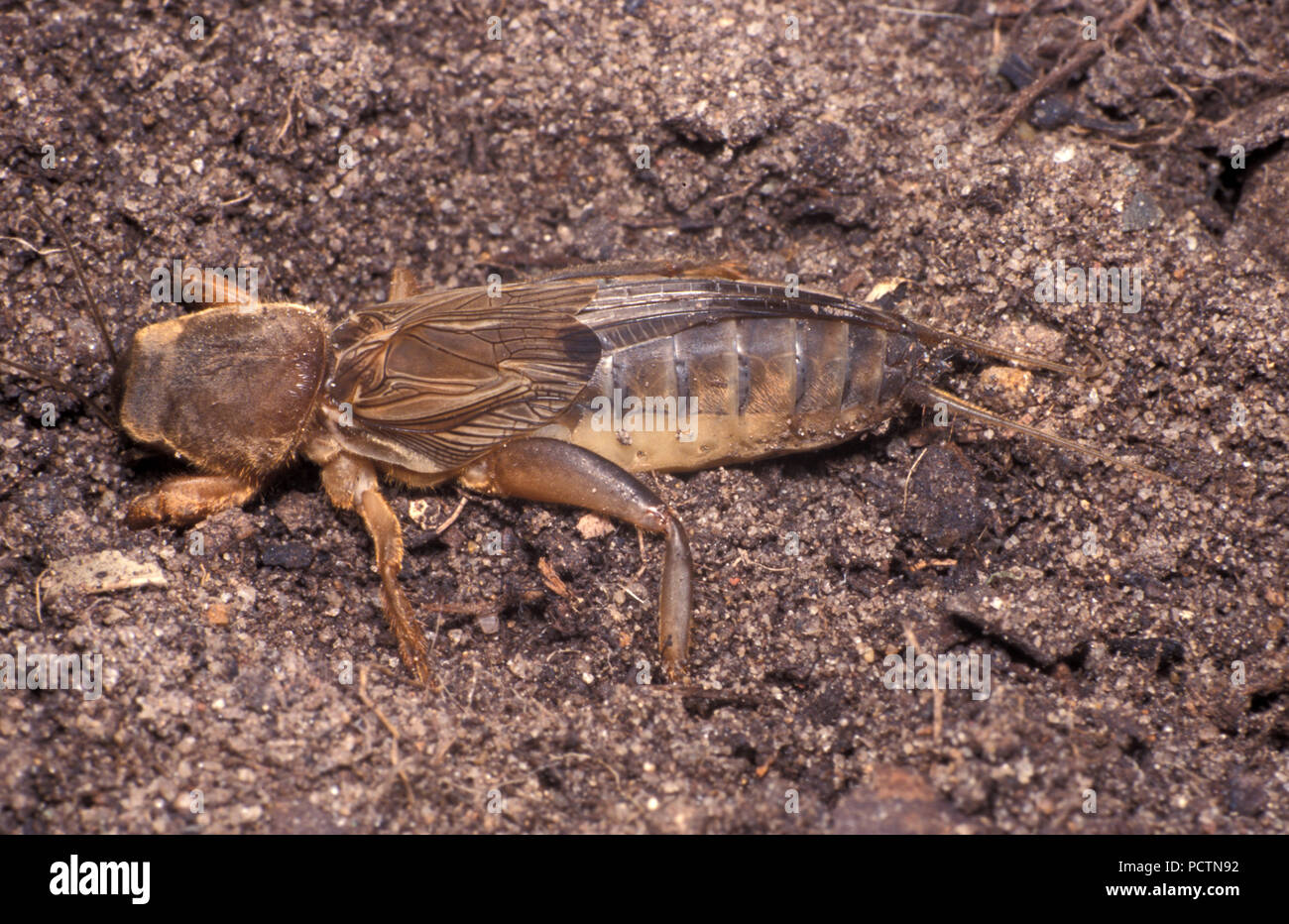 Mole grilli sono membri della famiglia di insetti Gryllotalpidae, nell'ordine Orthoptera (cavallette, locuste e grilli) Foto Stock