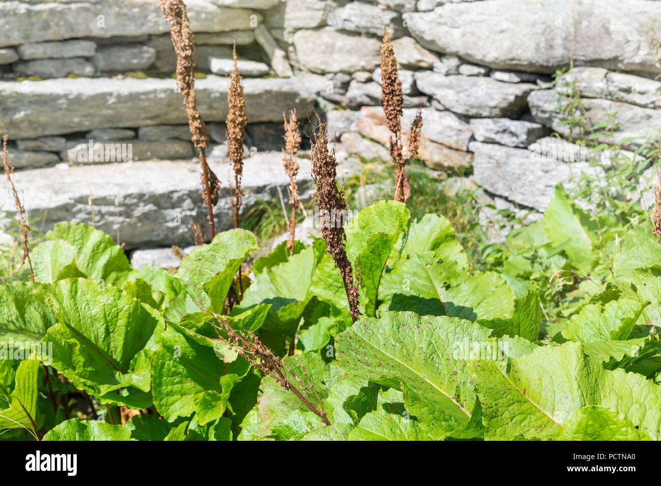 Rumex alpinus, nome comune del fratello-rabarbaro, Munk il rabarbaro o dock alpino Foto Stock