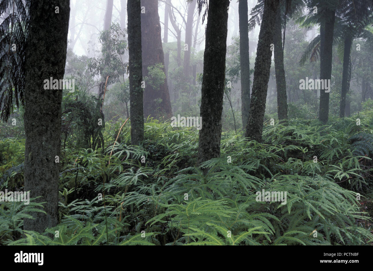 La scena della foresta pluviale, Mount Wilson nelle Blue Mountains, Nuovo Galles del Sud, Australia Foto Stock