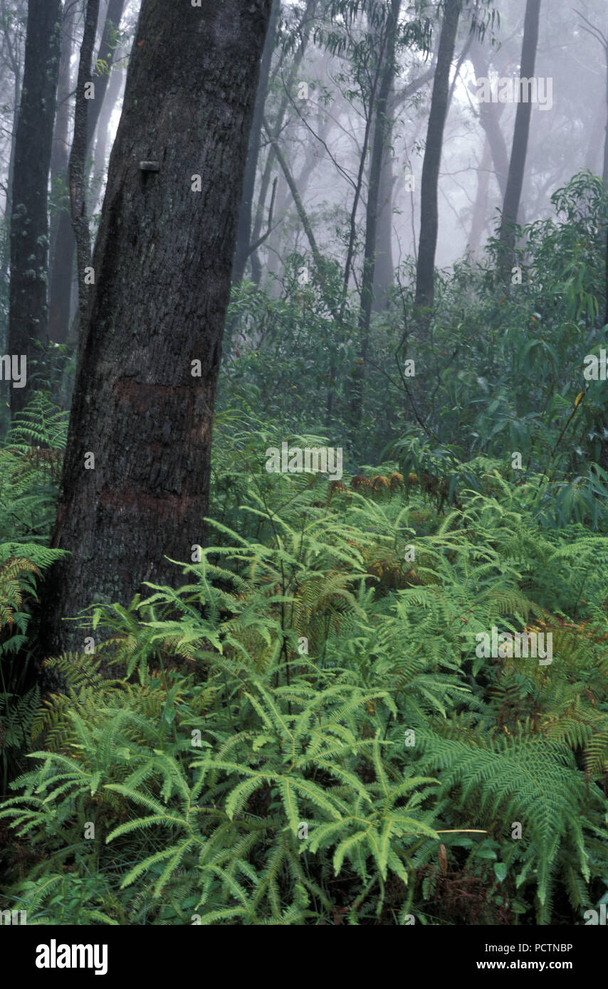 La scena della foresta pluviale, Mount Wilson nelle Blue Mountains, Nuovo Galles del Sud, Australia Foto Stock