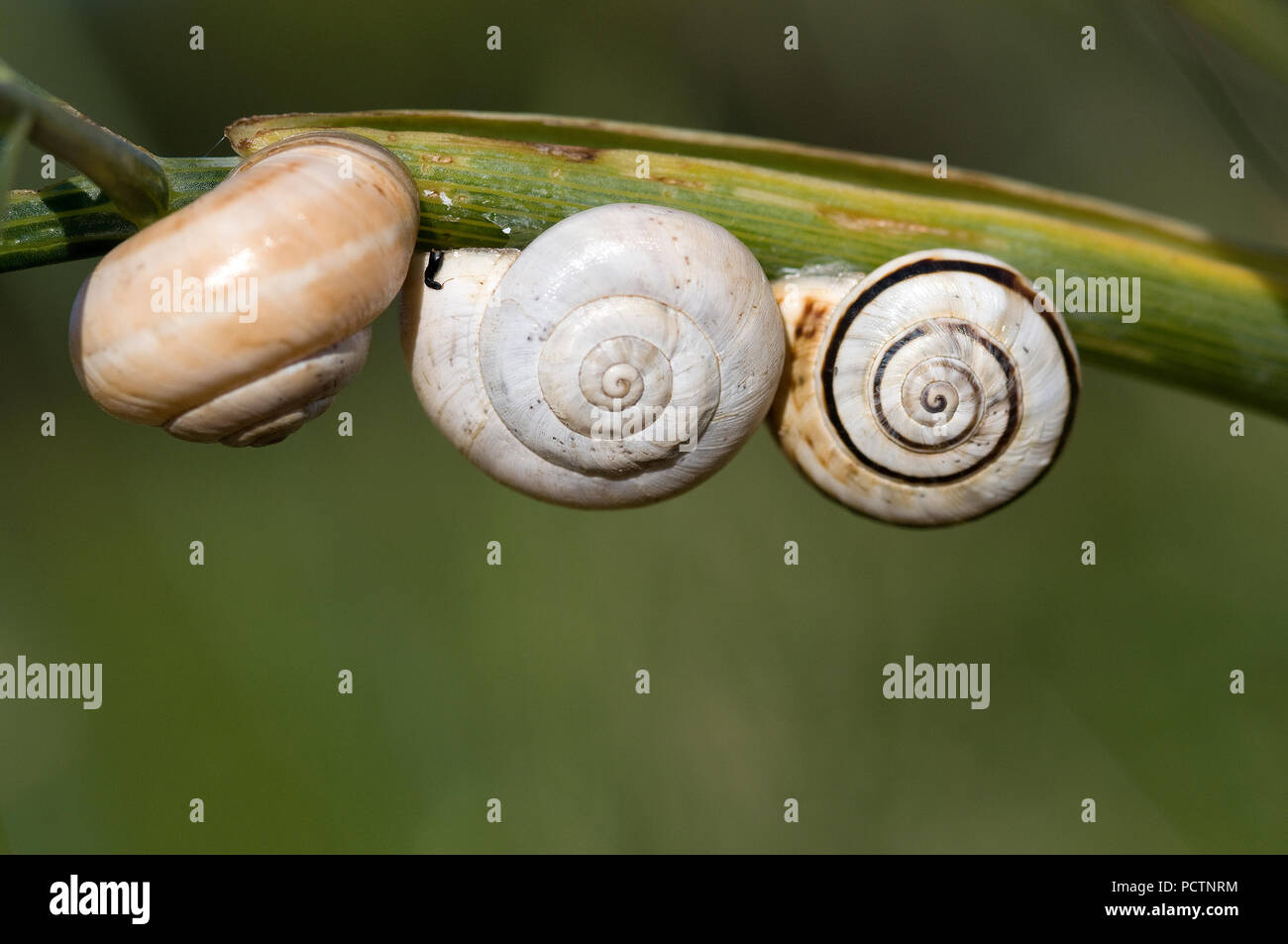 Bianco lumaca Italiano - Bianco Garden - Lumaca Theba pisana Limaçon de Pise - Escargot des dunes Foto Stock