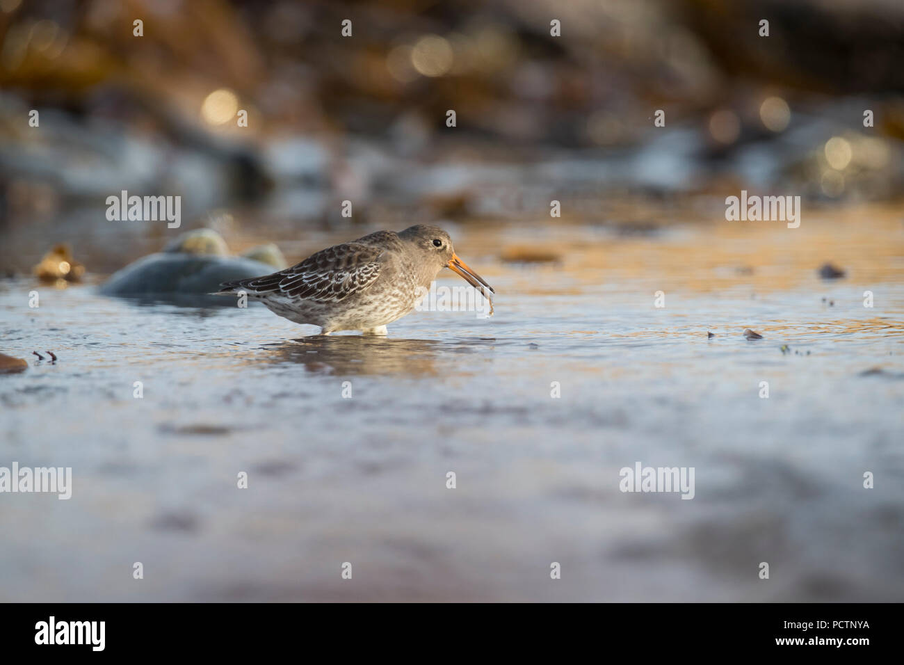 Purple Sandpiper; Calidris maritima singolo; Pesca Penzance, Regno Unito Foto Stock