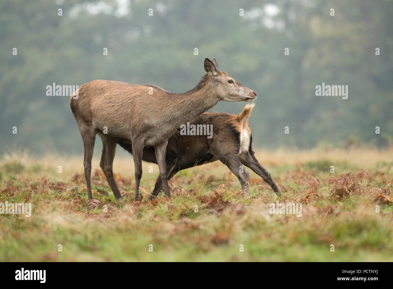 Red Deer; Cervus elaphus Unica femmina e fawn allattamento; Londra REGNO UNITO Foto Stock