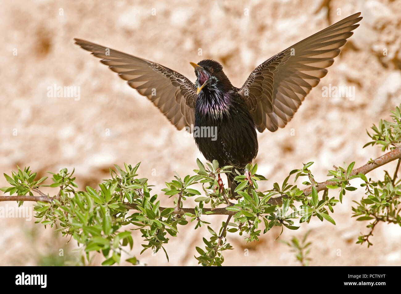 Starling - Canto - Sturnus vulgaris Etourneau sansonnet - chantant Foto Stock