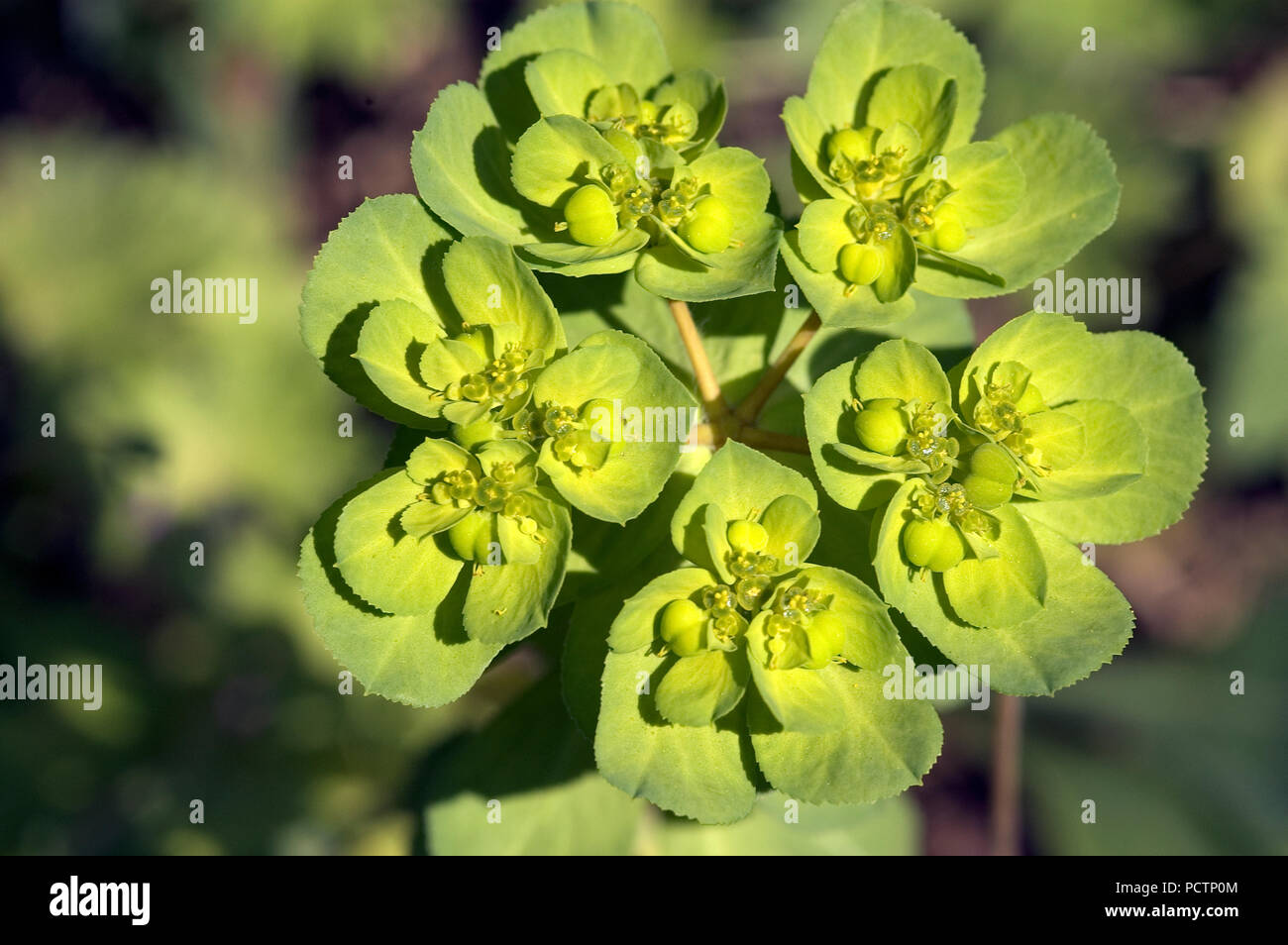 Sun di euforbia - Euphorbia helioscopia - Francia meridionale Euphorbe réveille-matin Foto Stock