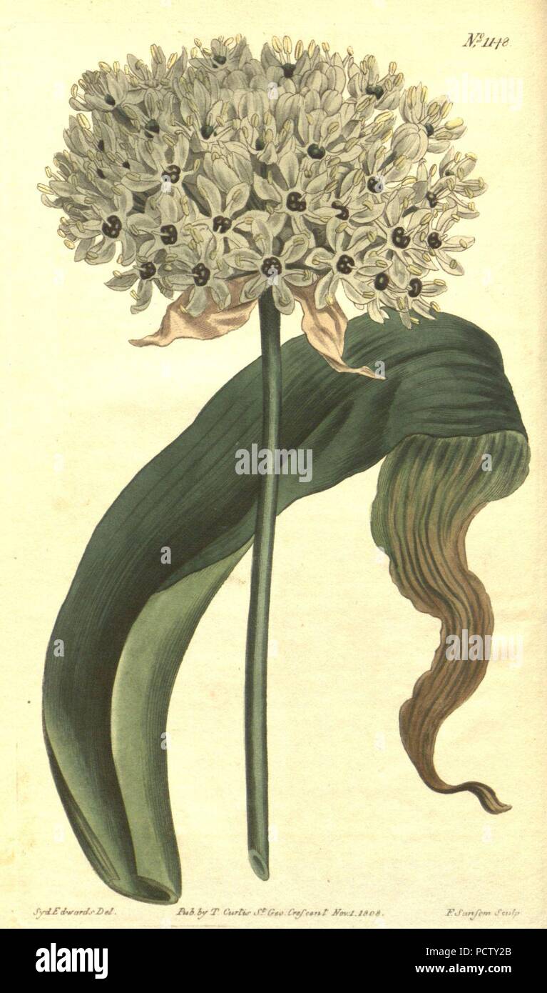 Allium nigrum (Allium magicum) Bot. Mag. 29. 1148. 1809. Foto Stock