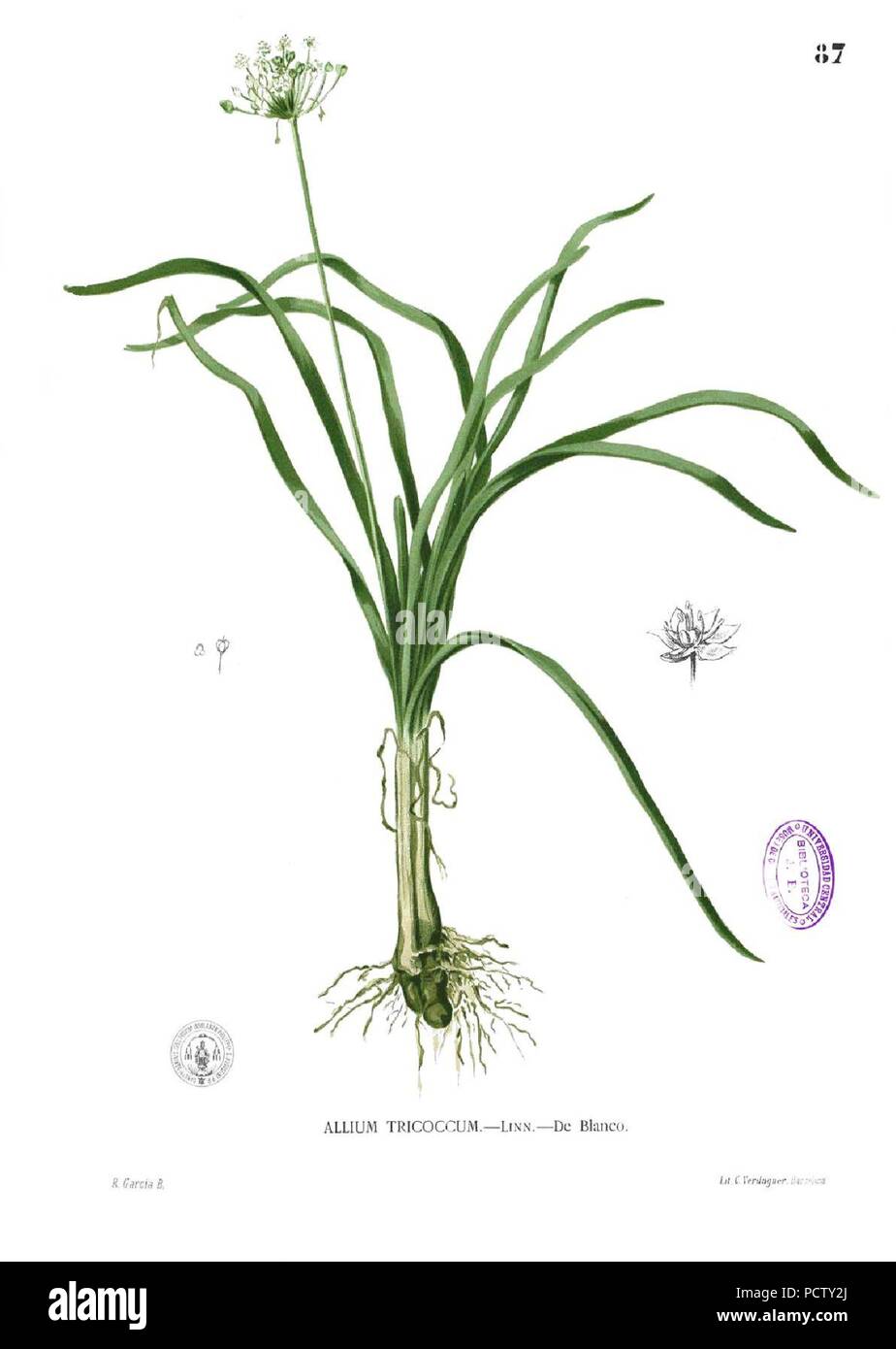 Allium sp Blanco1.87. Foto Stock