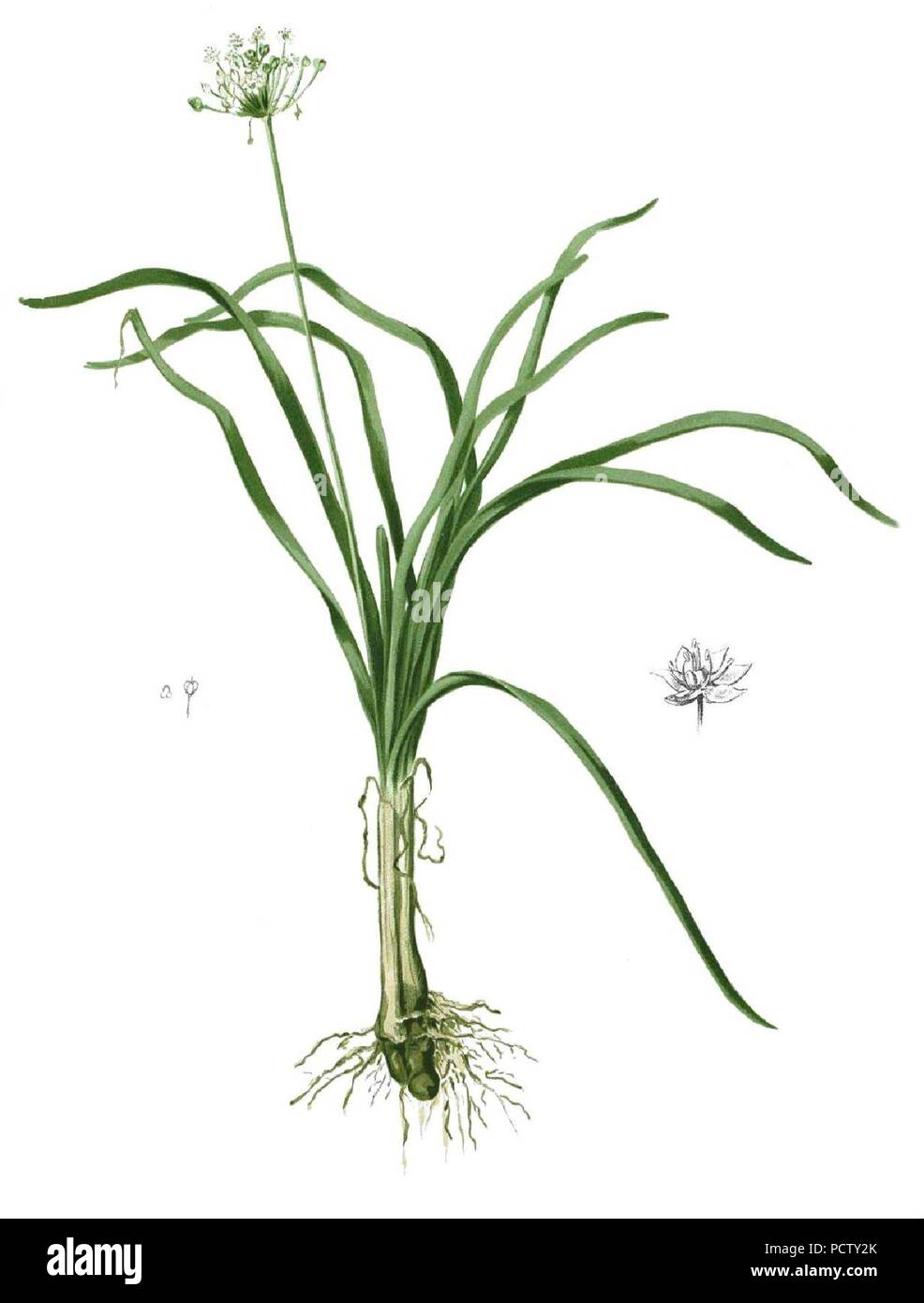 Allium sp Blanco1.87-ritagliata. Foto Stock