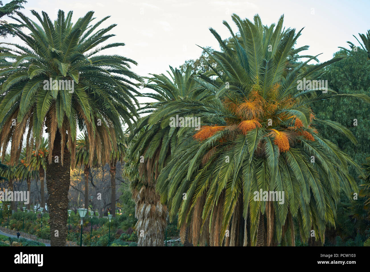 Data Palm (Phoenix) nel parco cittadino, Melbourne, Victoria, Australia, Oceania Foto Stock