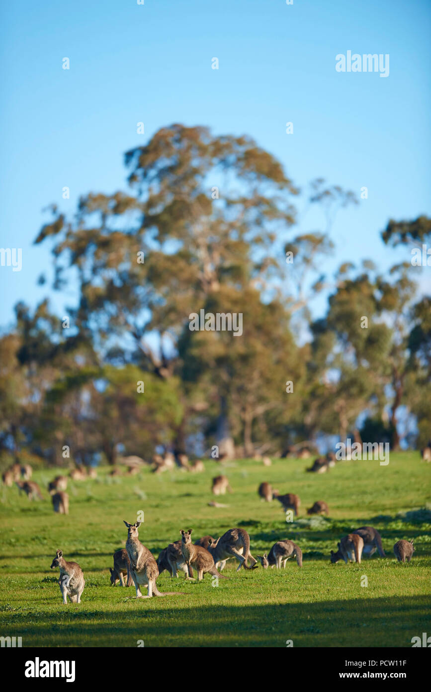 Orientale gigante grigio canguri (Macropus giganteus), prati, in piedi, Victoria, Australia, Oceania Foto Stock
