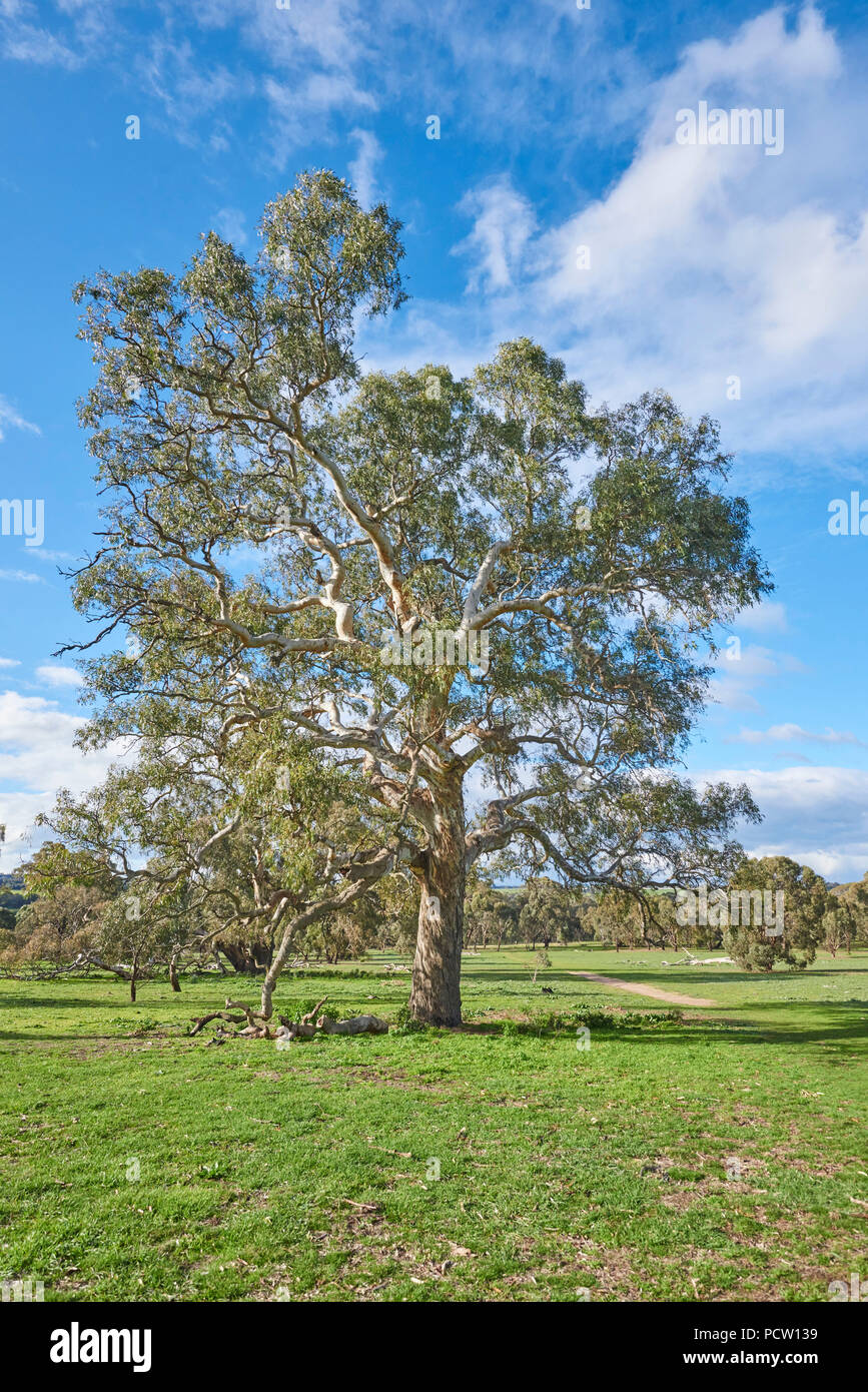 Eucalipto (eucalyptus), Melbourne, Victoria, Australia, Oceania Foto Stock