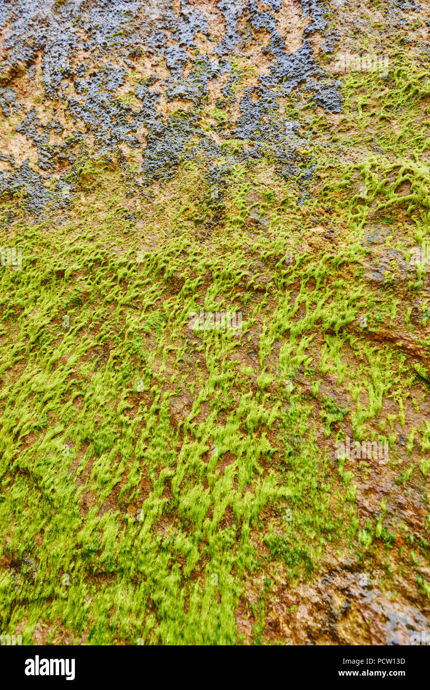 Le alghe su una parete del Loch Ard Gorge, Great Ocean Road, Parco Nazionale di Port Campbell, Victoria, Australia, Oceania Foto Stock