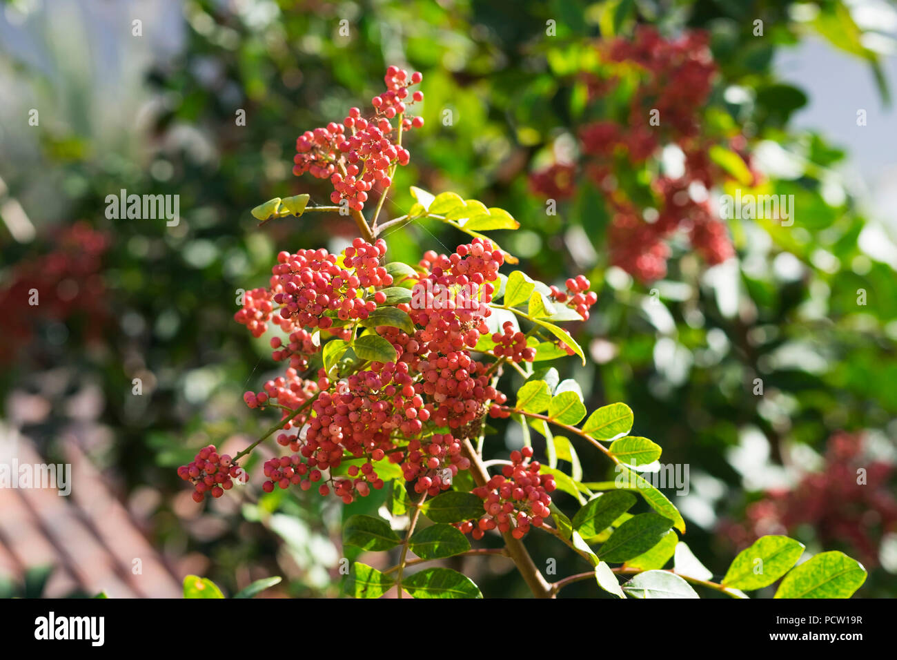 Il brasiliano Pepper Tree (Schinus terebinthifolius) con frutti di bosco, La Gomera, isole Canarie, Canarie, Spagna Foto Stock