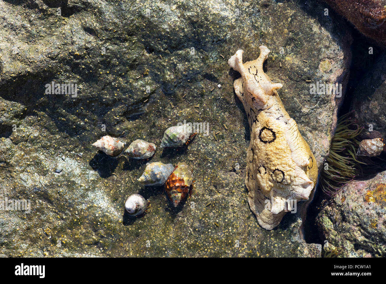 Mare maculato lepre (Aplysia dactylomela) e paguri, La Gomera, isole Canarie, Canarie, Spagna Foto Stock