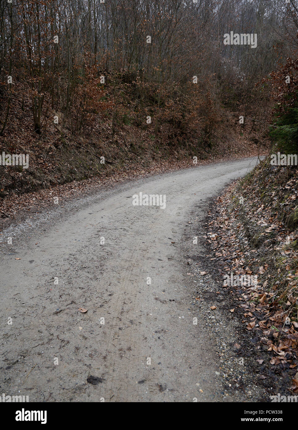 Passo carraio, foresta di faggio, inverno, assenza di neve, cupo Foto Stock