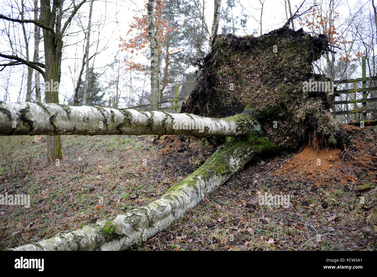 Tempesta 'Friederike' spazzato attraverso la Sassonia in forza di uragano a sinistra la caduta di alberi e numerosi danni Foto Stock