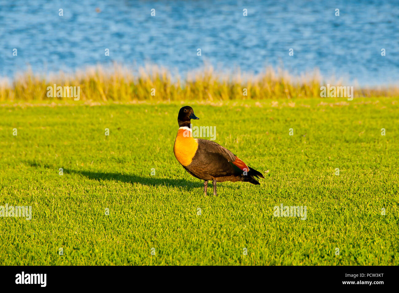 Shelduck australiano - Perth Foto Stock