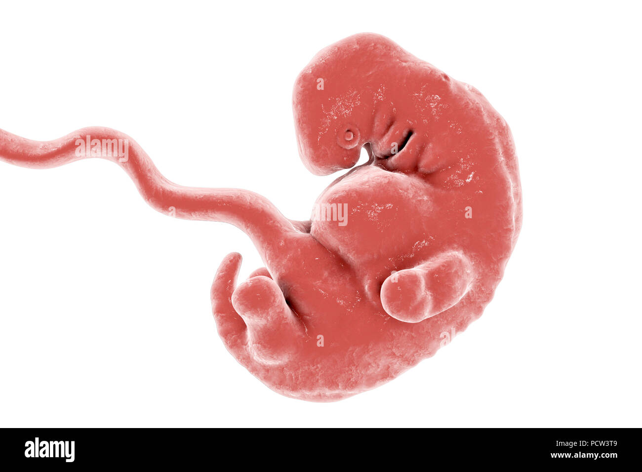Embrioni umani a 5 settimane, illustrazione del computer. Foto Stock