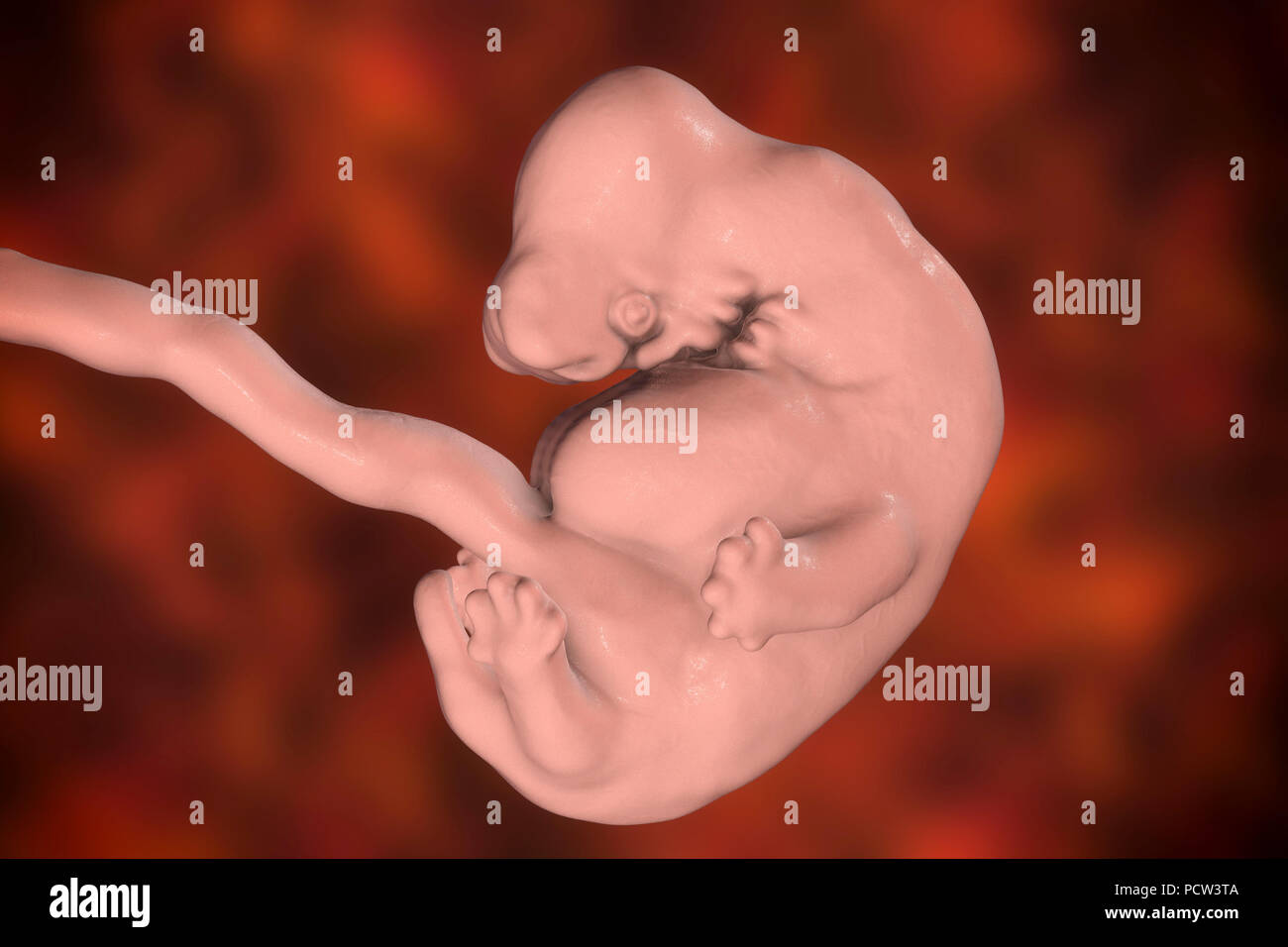 Embrioni umani a 6 settimane, illustrazione del computer. Foto Stock