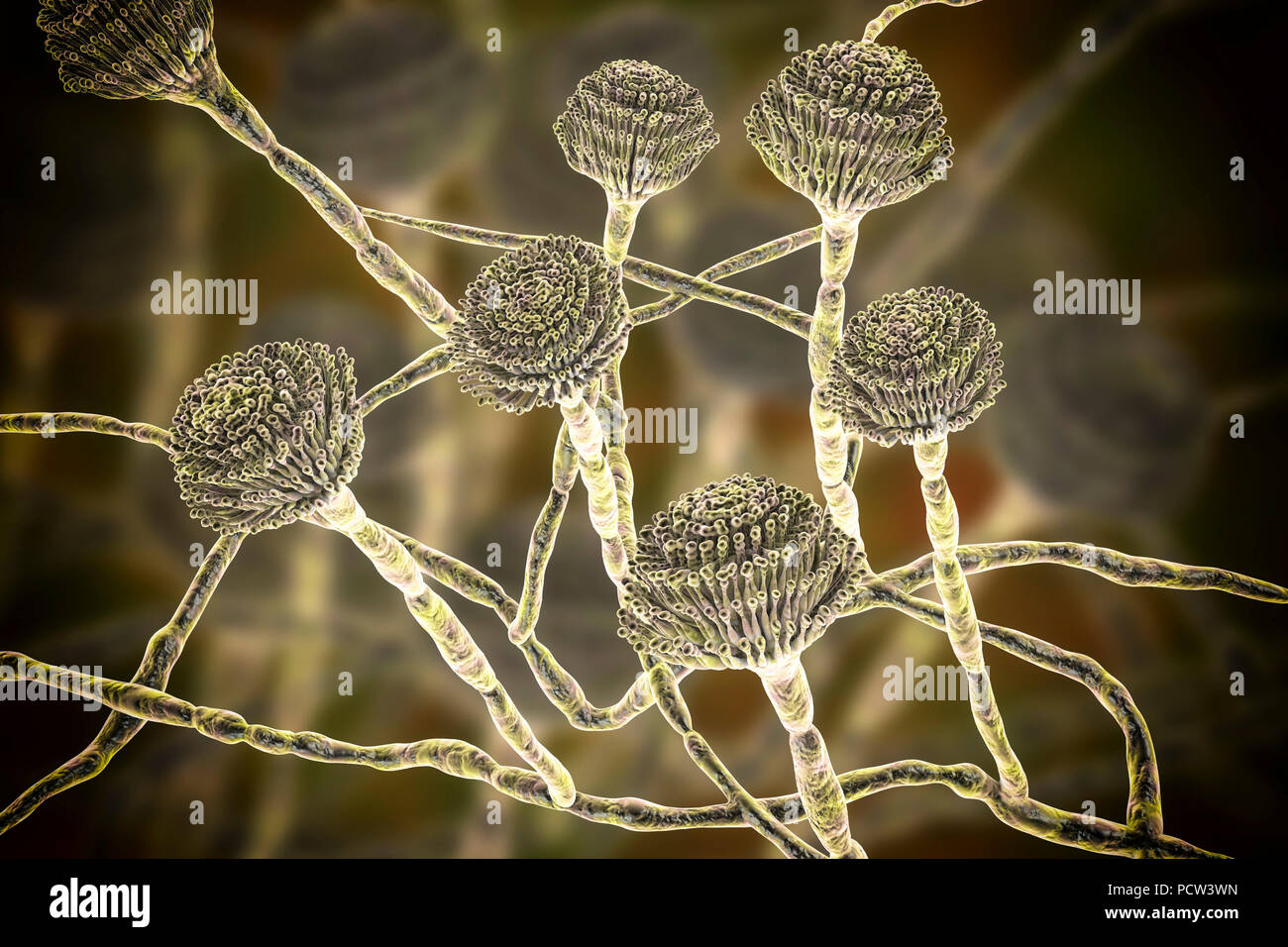 Aspergillus fumigatus immagini e fotografie stock ad alta risoluzione -  Alamy
