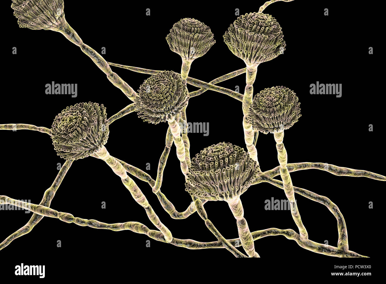 Computer illustrazione dei corpi fruttiferi (conidiofori) e hyphae del fungo Aspergillus fumigatus. A. fumigatus è ampiamente distribuito saprofita che cresce sulla polvere domestica, suolo, e decadenti materia vegetale, compresi cibo stantio, il fieno e i cereali. Gli esseri umani e gli animali inalano costantemente numerosi conidi di questo fungo. A. fumigatus può causare un certo numero di patologie nelle persone con compromessa funzione immunitaria o altre malattie polmonari, compresi allergia e la grave malattia polmonare aspergillosi. Questo fungo può essere diffuso anche per il cervello, i reni, il fegato e la pelle. Foto Stock