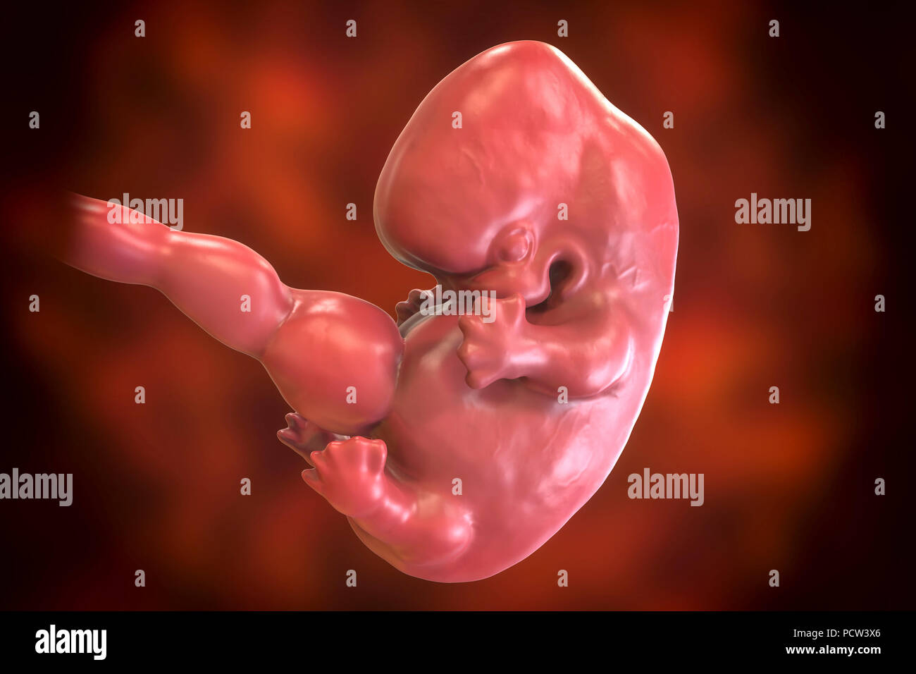 Embrione umano, 7 settimane di età, illustrazione del computer. Foto Stock