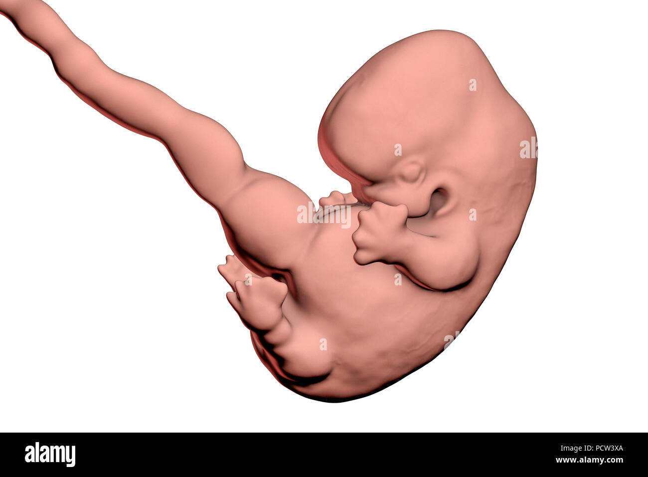 Embrione umano, 7 settimane di età, illustrazione del computer. Foto Stock