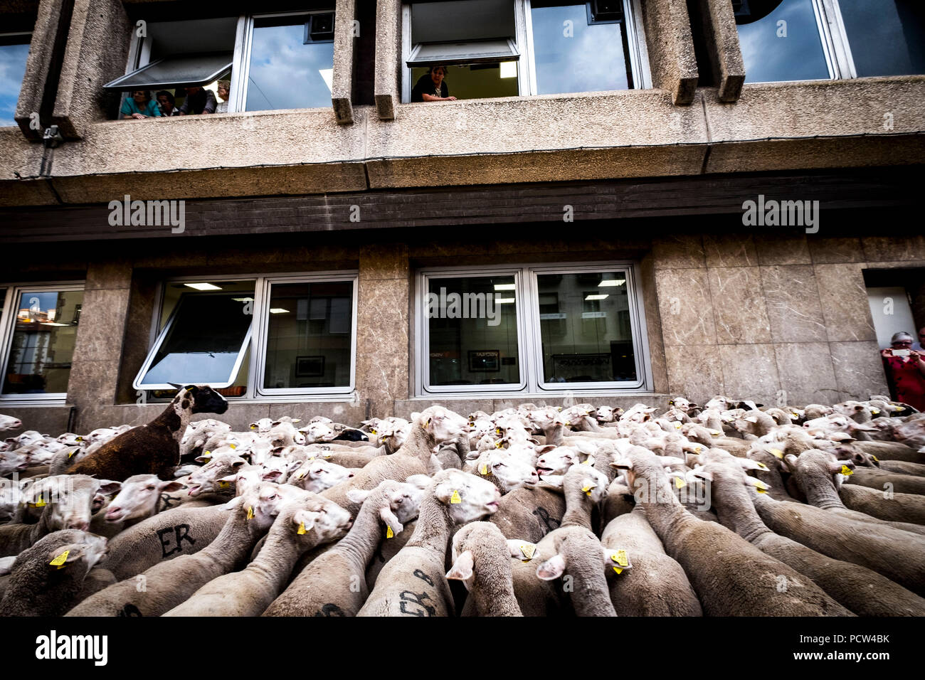 Grande gregge di pecore transiti attraverso le strade della città di Soria durante la transumanza percorsi che avviene nella tarda primavera in Spagna Foto Stock