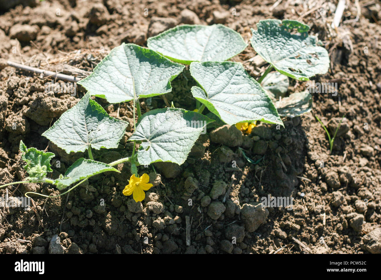 Piante di cetriolo in campo Foto Stock