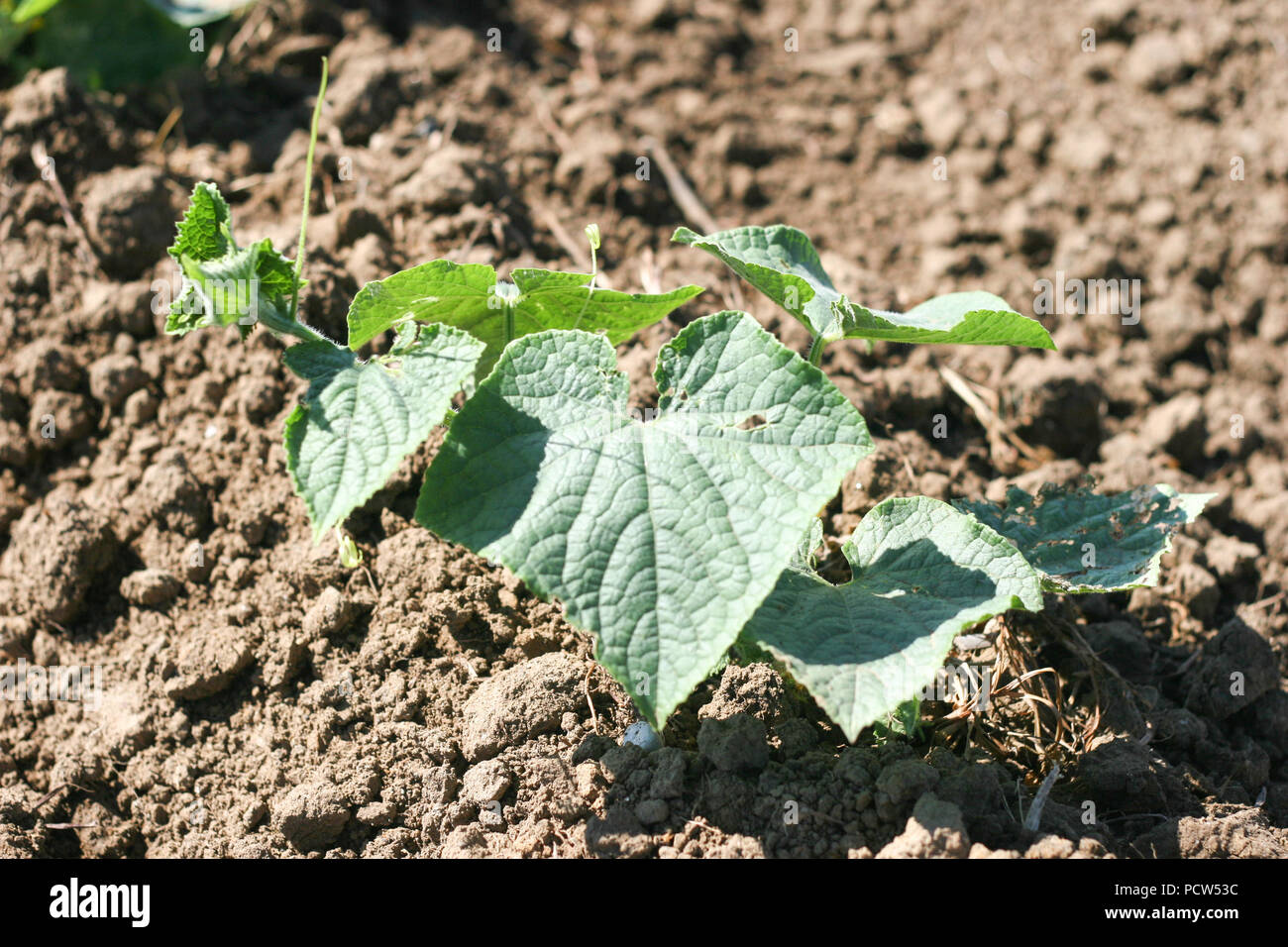 Piante di cetriolo in campo Foto Stock