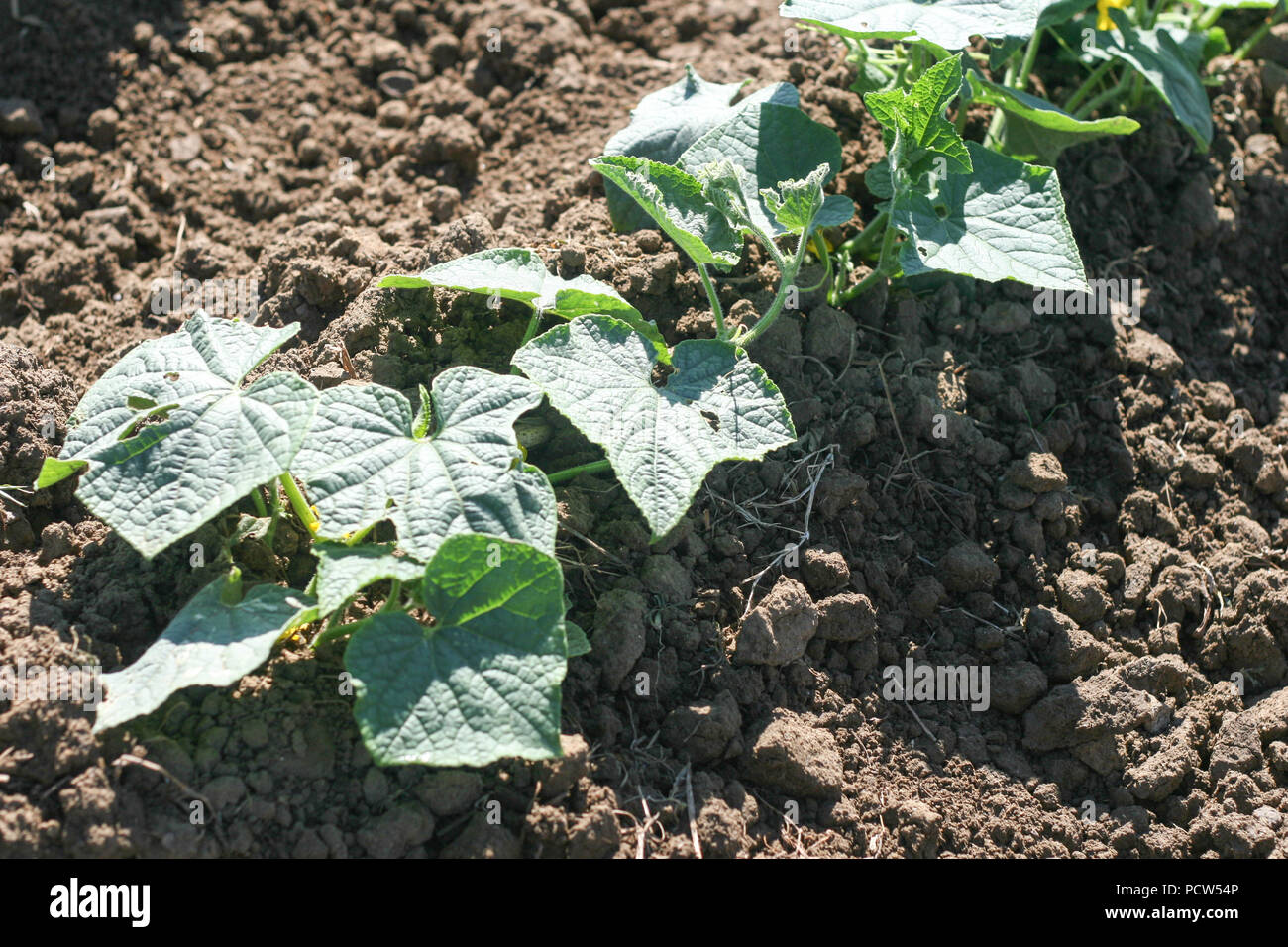 Piante di cetriolo in campo Foto Stock