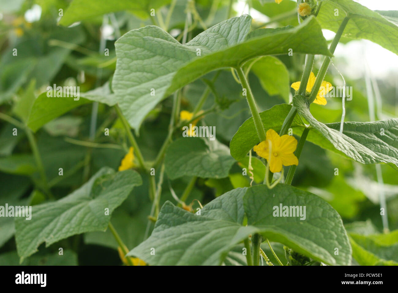 Piante di cetriolo in campo Foto Stock