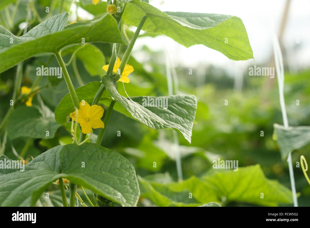 Piante di cetriolo in campo Foto Stock